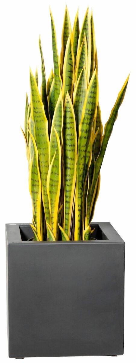 Sansevieria iso anopinkieli tekokasvi keltainen