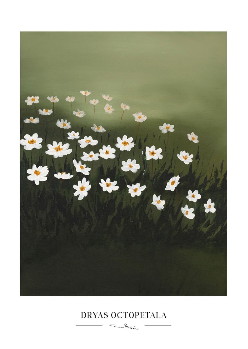 Kaverini Lapinvuokkoja juliste 30x40 cm