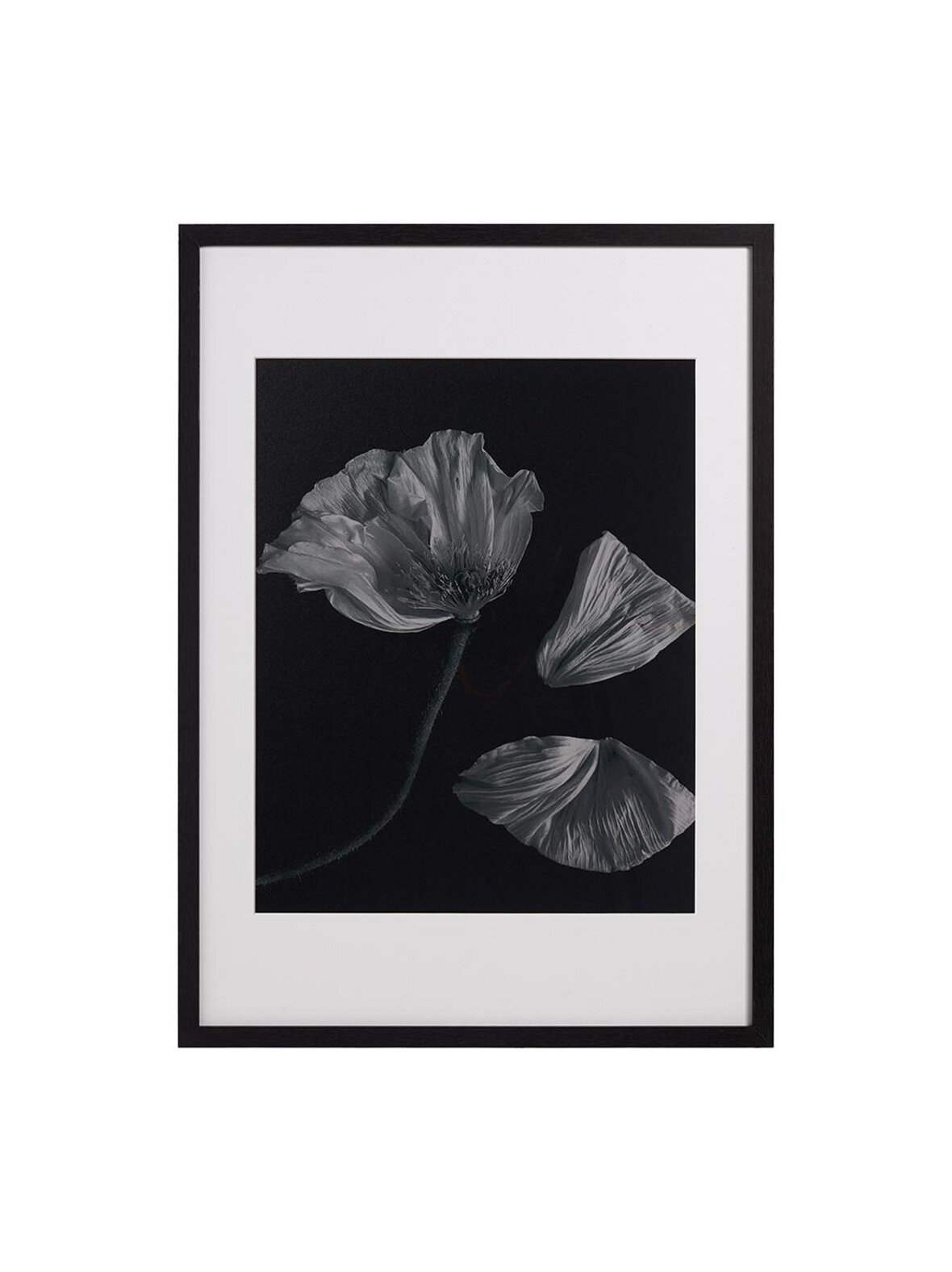 Flora 2 -taulu mustavalkoinen 73 x 53 cm