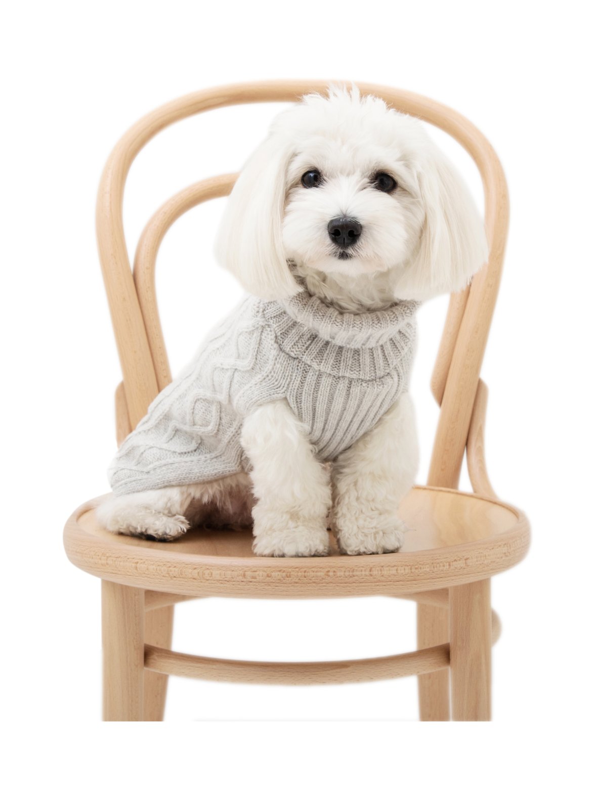 Koiran neule, palmikko, harmaa