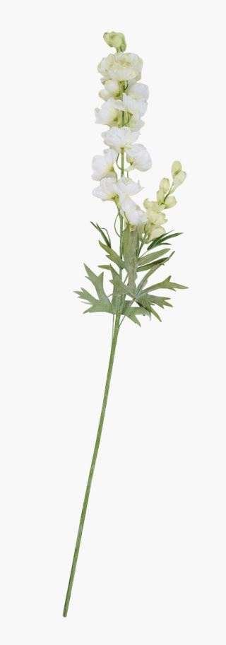 Delphinium L kukka valkoinen