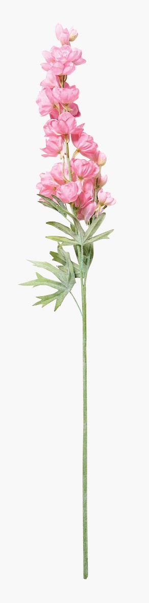 Delphinium L kukka roosa