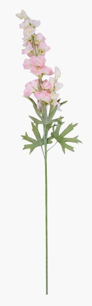 Delphinium L kukka vaaleanroosa