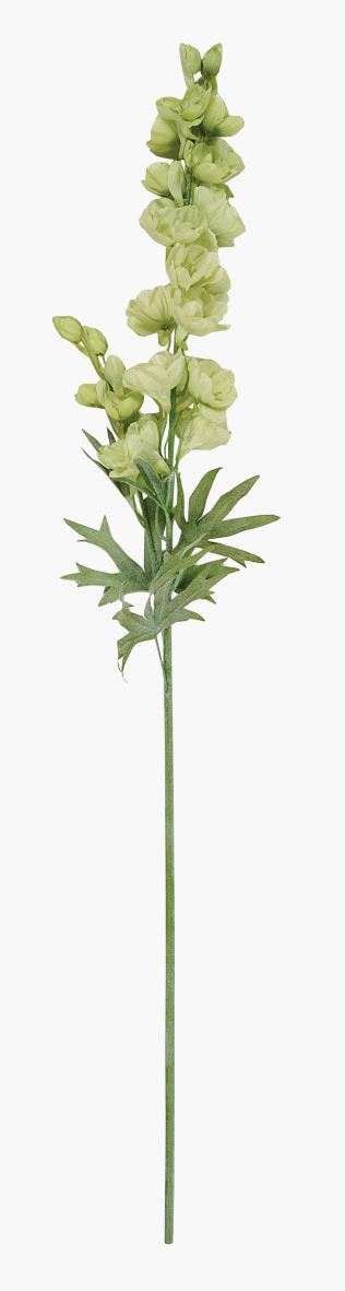 Delphinium L kukka vihreä