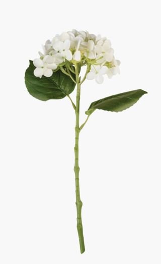 Hortensia kukka valkoinen