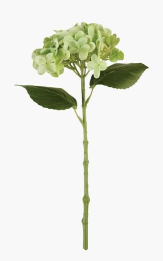 Hortensia kukka vihreä