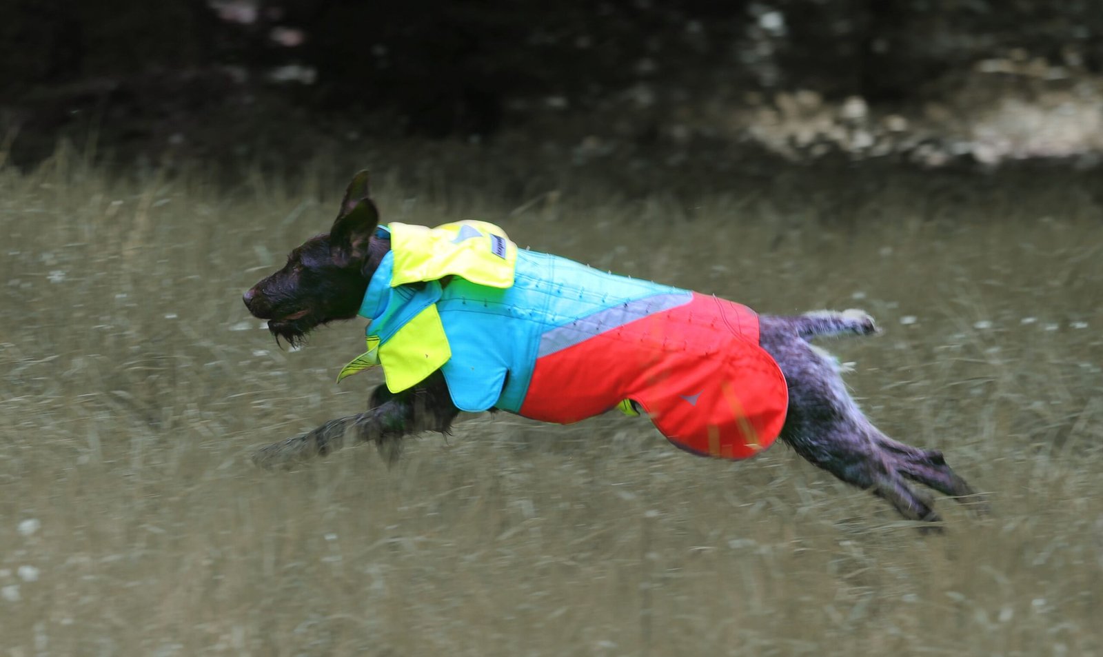 Mikael Tham Tuskproof Wolf v.5 koiran suojaliivi, sininen, L