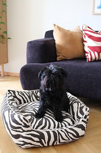 ZEA koiran/kissan peti