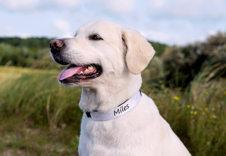 smartphoto Koiran kaulapanta M 2 cm