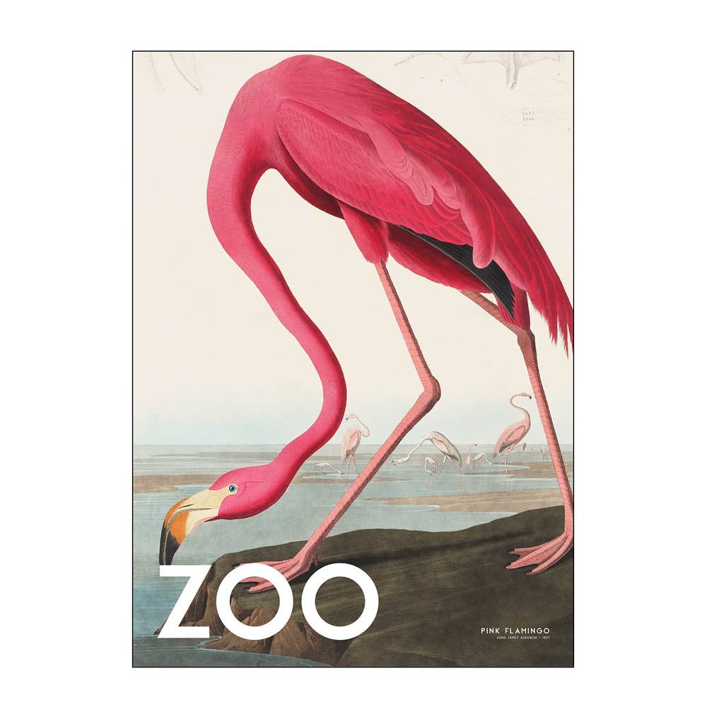 Poster & Frame  A.P. Atelier Juliste 50x70 cm The zoo collection pink flamingo edt. 002