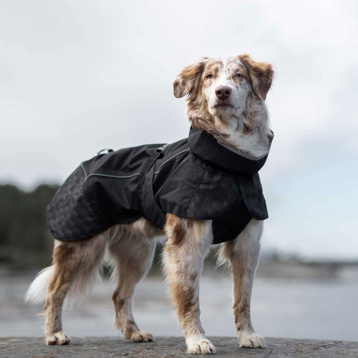 Koiran sadetakki Feel Active Göteborg musta