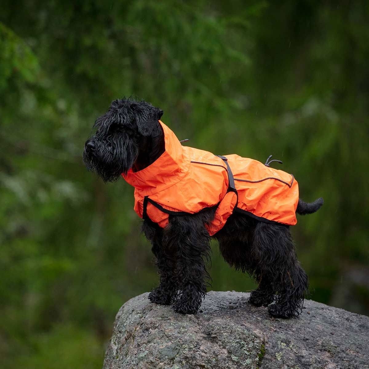 Koiran heijastava sadetakki Feel Active Color, oranssi