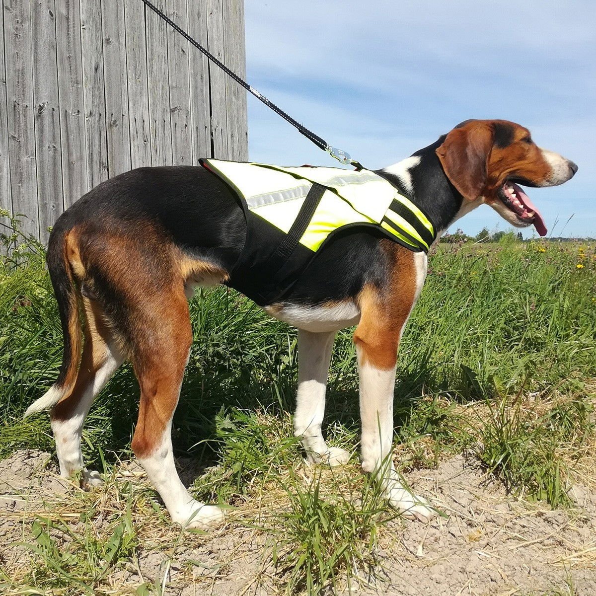 Koiran metsästysliivi Rymy, Kardog