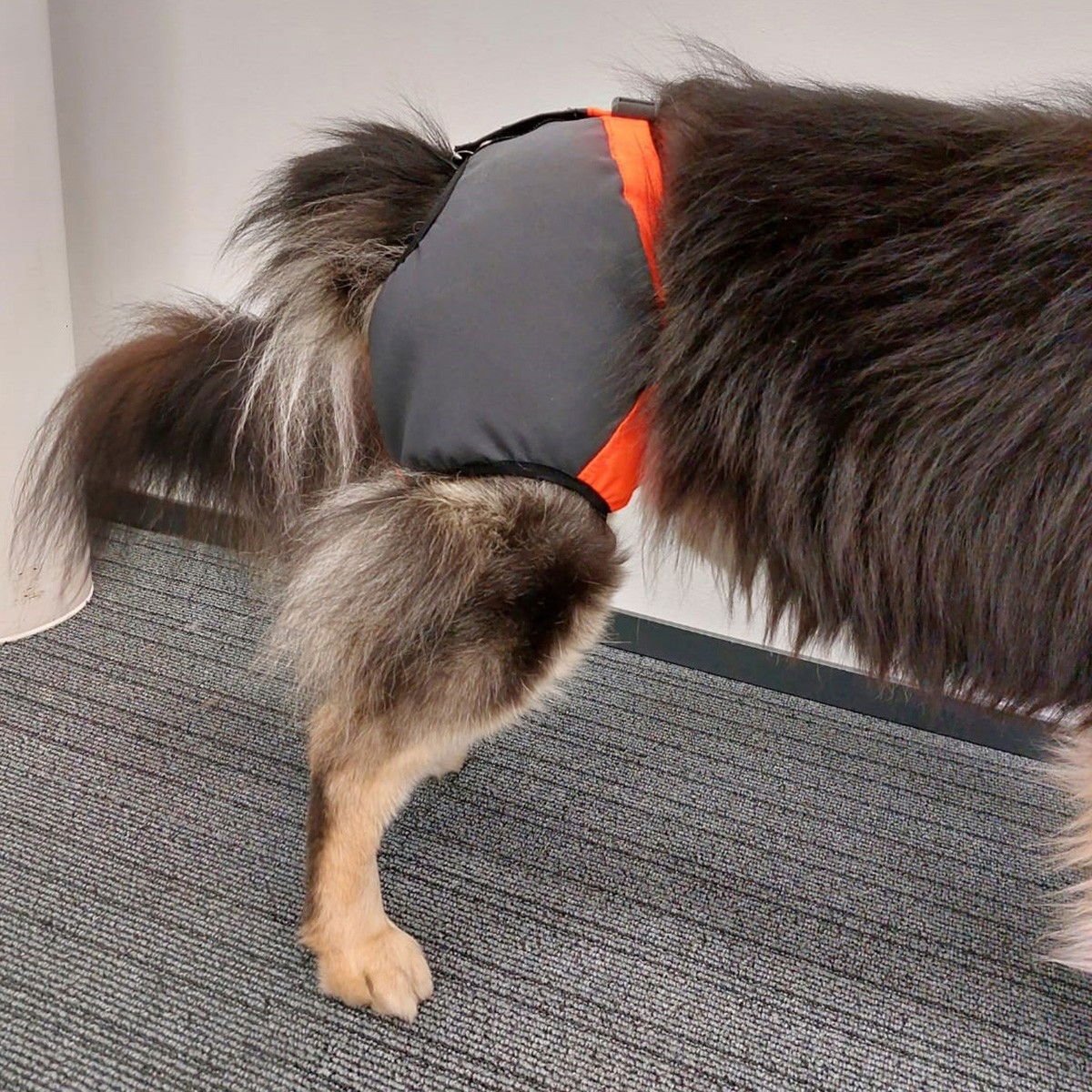 Koiran kivessuoja Kaapo, Kardog