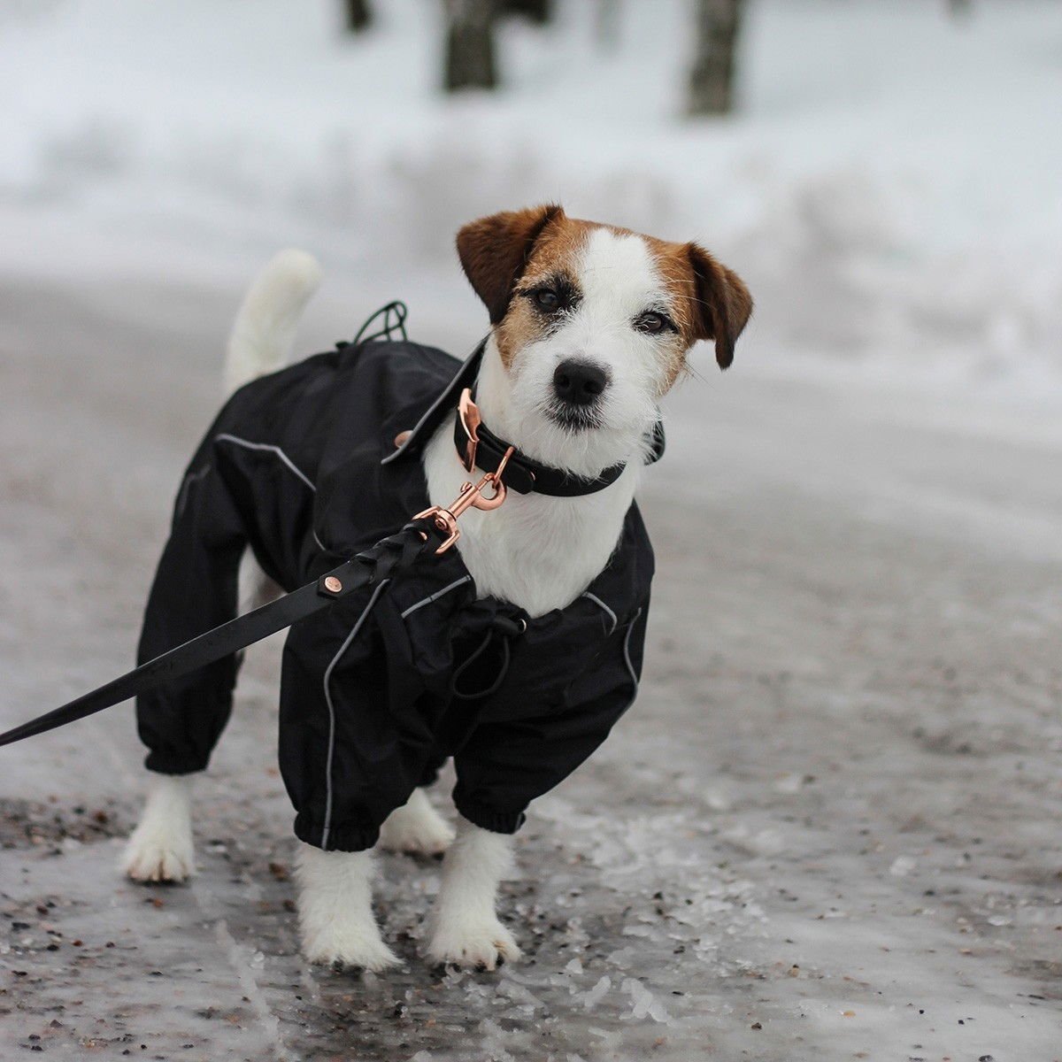 Koiran sadehaalari Manchester, musta