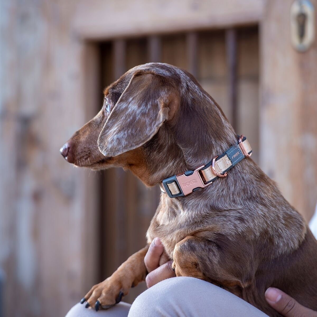 Rogz Urban panta, kulta