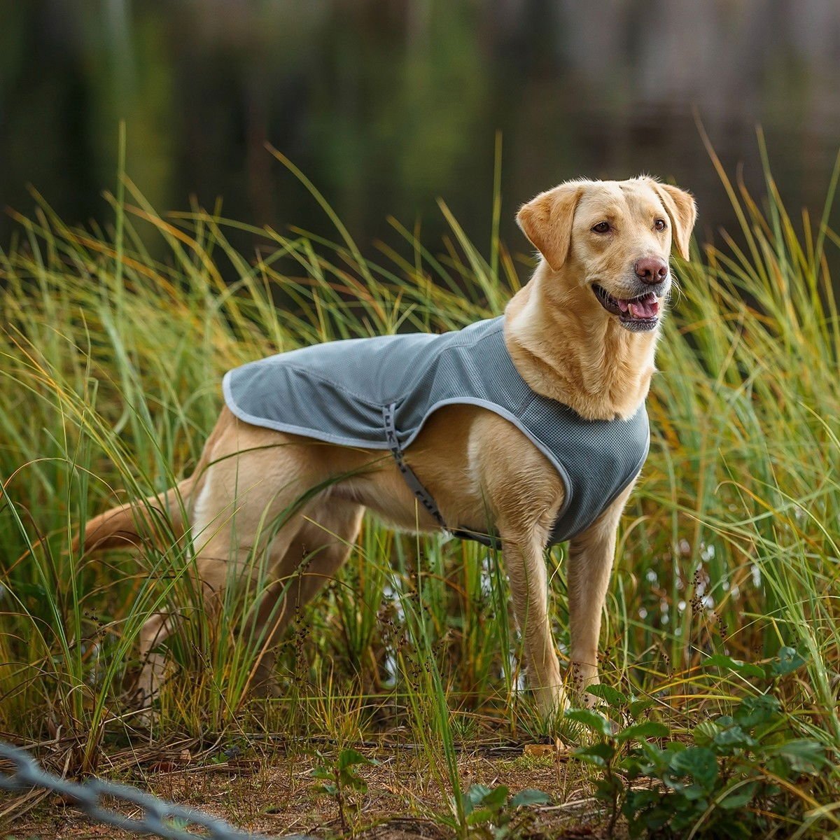 Koiran viilennystakki Rukka