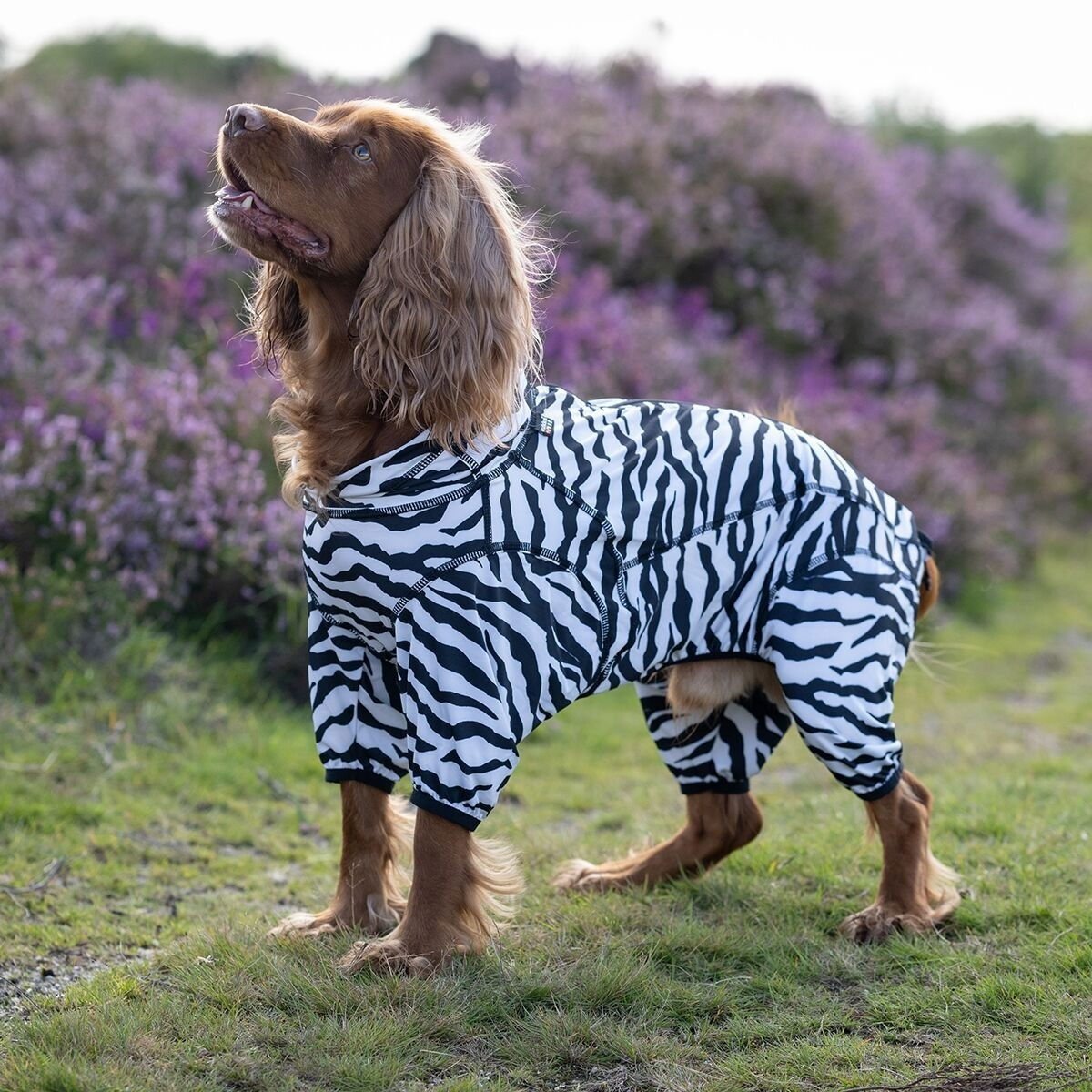 Rukka Zebra koiran haalari