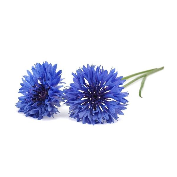 Click and Grow Smart Garden Refill 3-pack - Cornflower