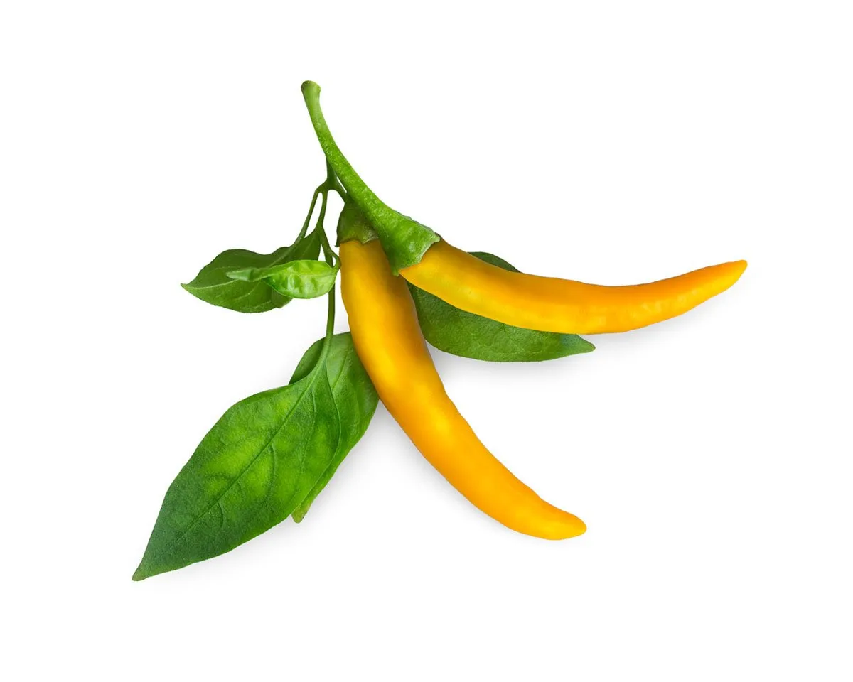 Click and Grow Smart Garden Refill 3-pack - Gul Chilipeppar
