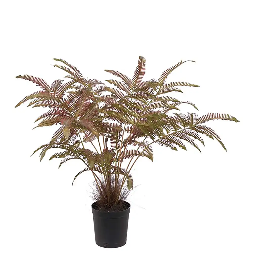 Mr Plant, Saniaiset 70 cm