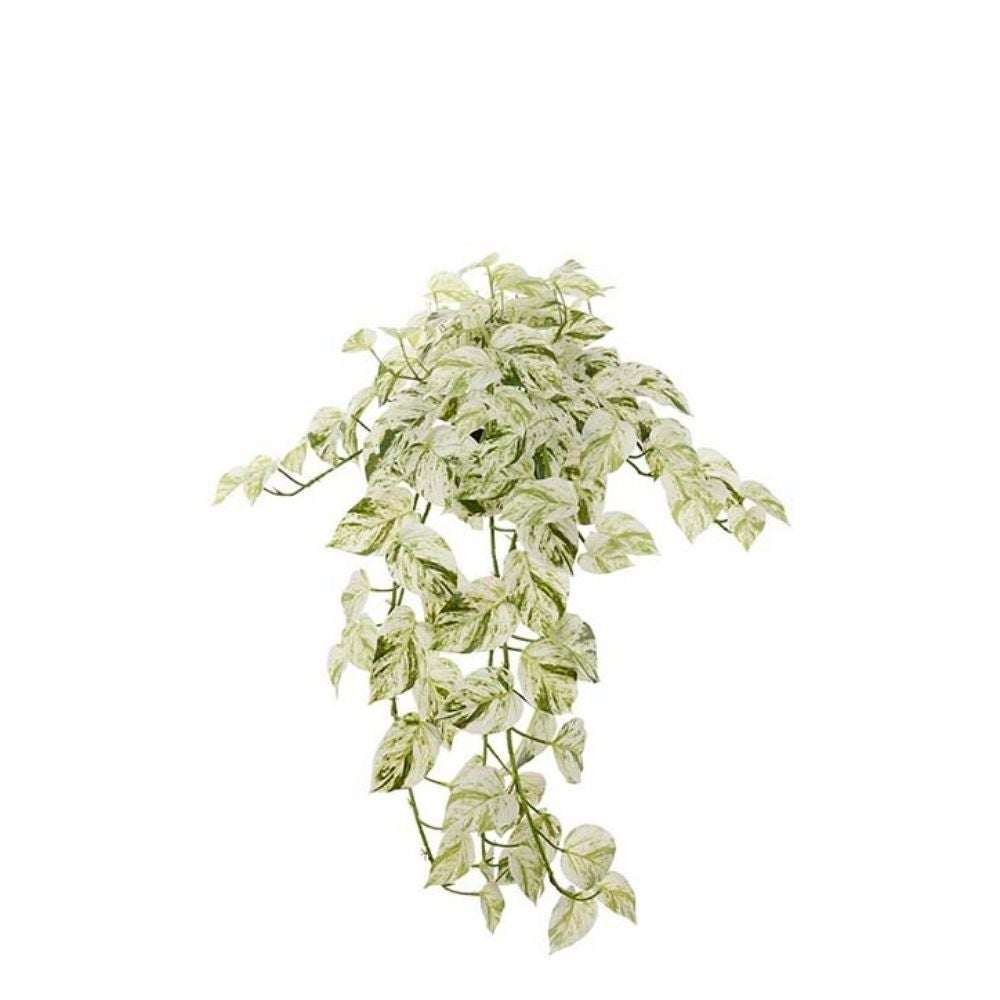 Mr Plant, Kultaköynnös 28 cm