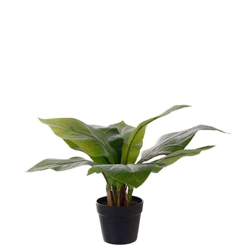 Mr Plant, Anthurium vihreä ruukkukasvi 45 cm