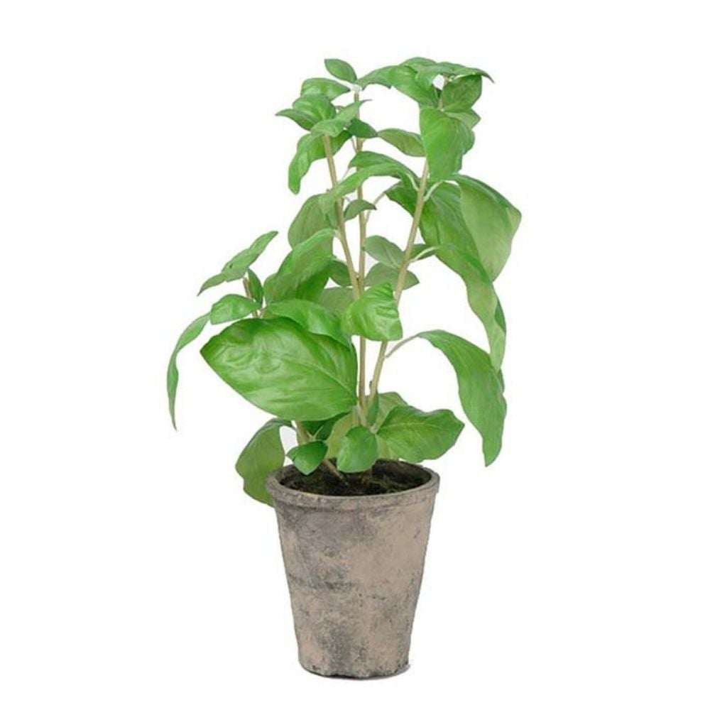 Mr Plant, Basilika Vihreä 38 cm