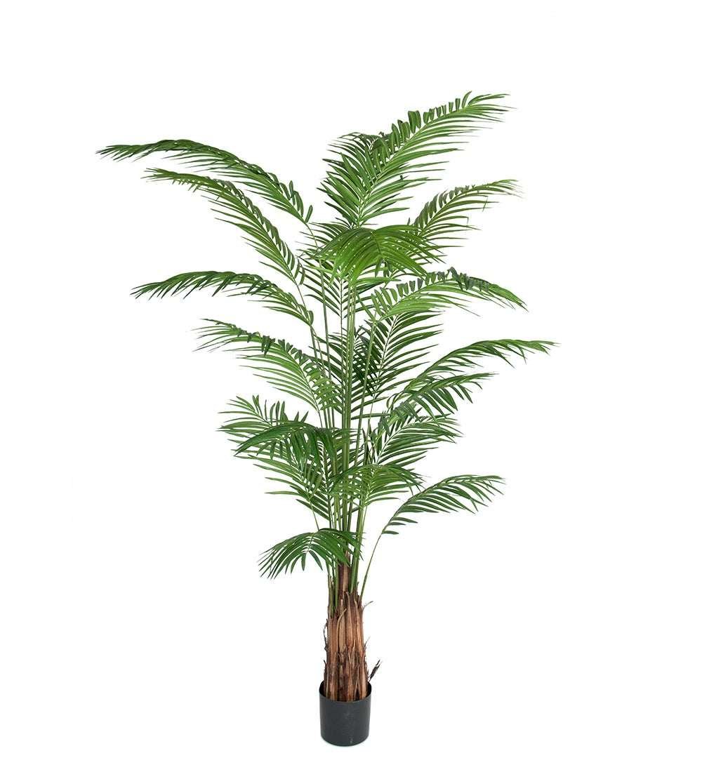 Mr Plant, Arecapalmu 240 cm