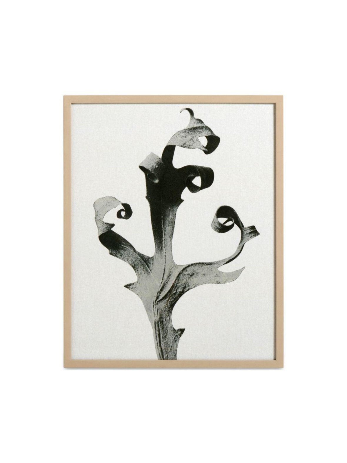 Delphinium-taulu 42 x 52 cm