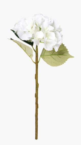 Hyndrangea S kukka valkoinen