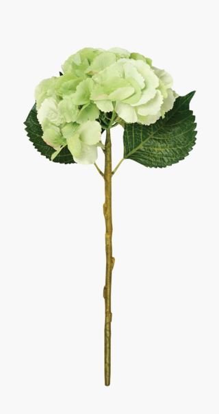 Hyndrangea S kukka vihreä