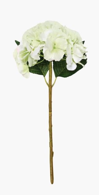 Hyndrangea S kukka vaaleanvihreä