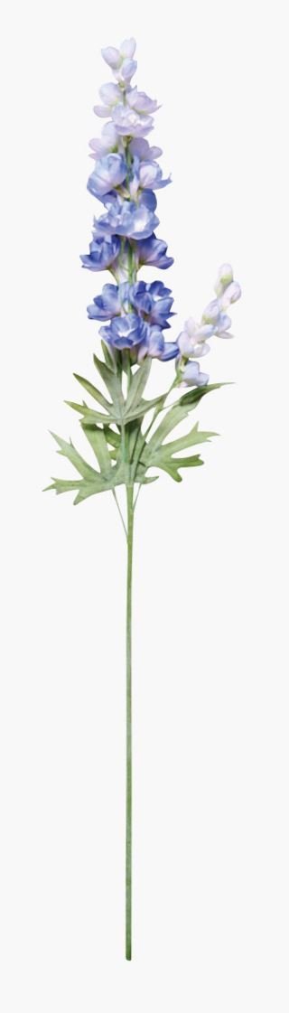 Delphinium L kukka sininen