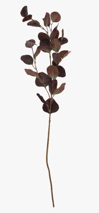 Eucalyptus big oksa tummanruskea
