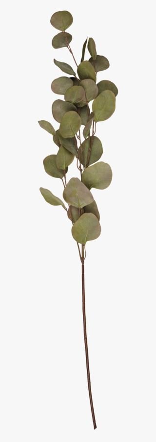 Eucalyptus big oksa vihreä