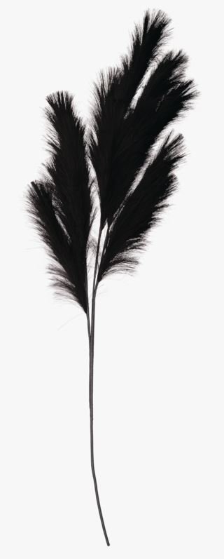 Pampas grass olki musta