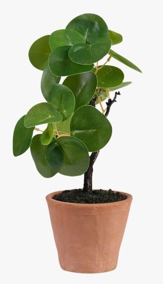 Pilea viherkasvi vihreä