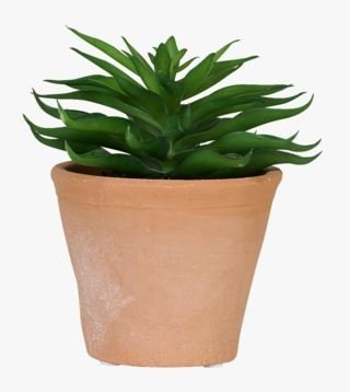 Spiky mehikasvi moniväri/vihreä