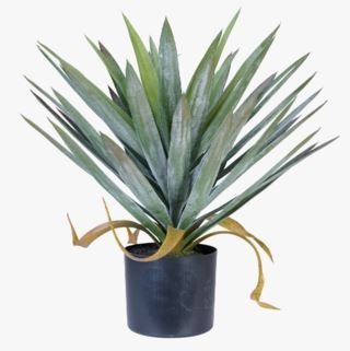 Yucca gloriosa viherkasvi vihreä