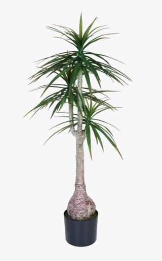 Yucca palm viherkasvi vihreä