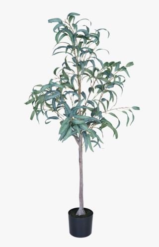 Eucalyptus curved leaves viherkasvi vihreä