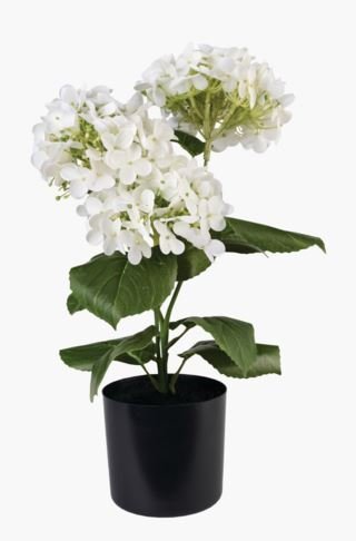 Hortensia stor viherkasvi valkoinen