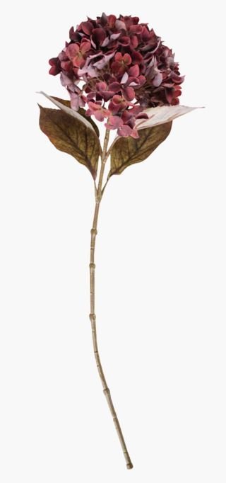Hortensia kukka viininpunainen