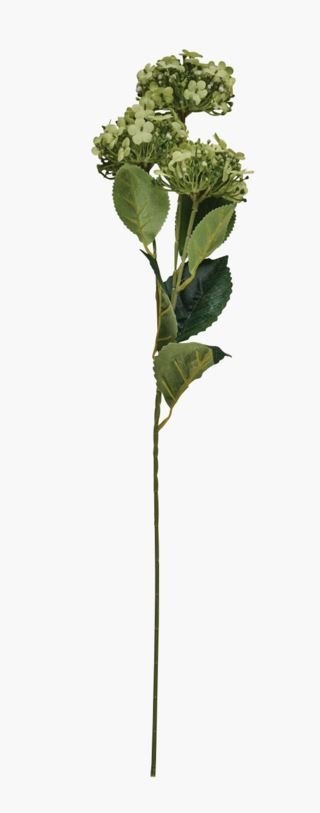 Tilde kukka vaaleanvihreä