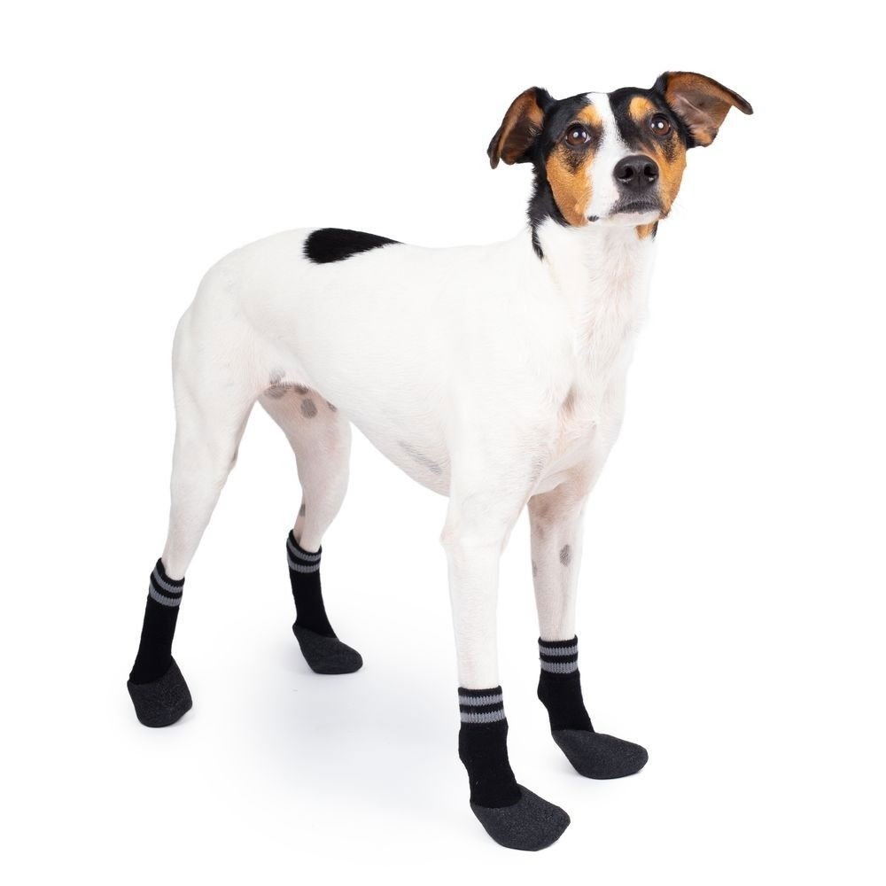 Koiran sukat Basic Paws 4 kpl mustat