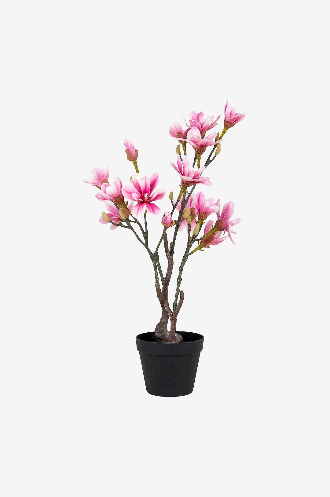 House Nordic Magnoliapuu