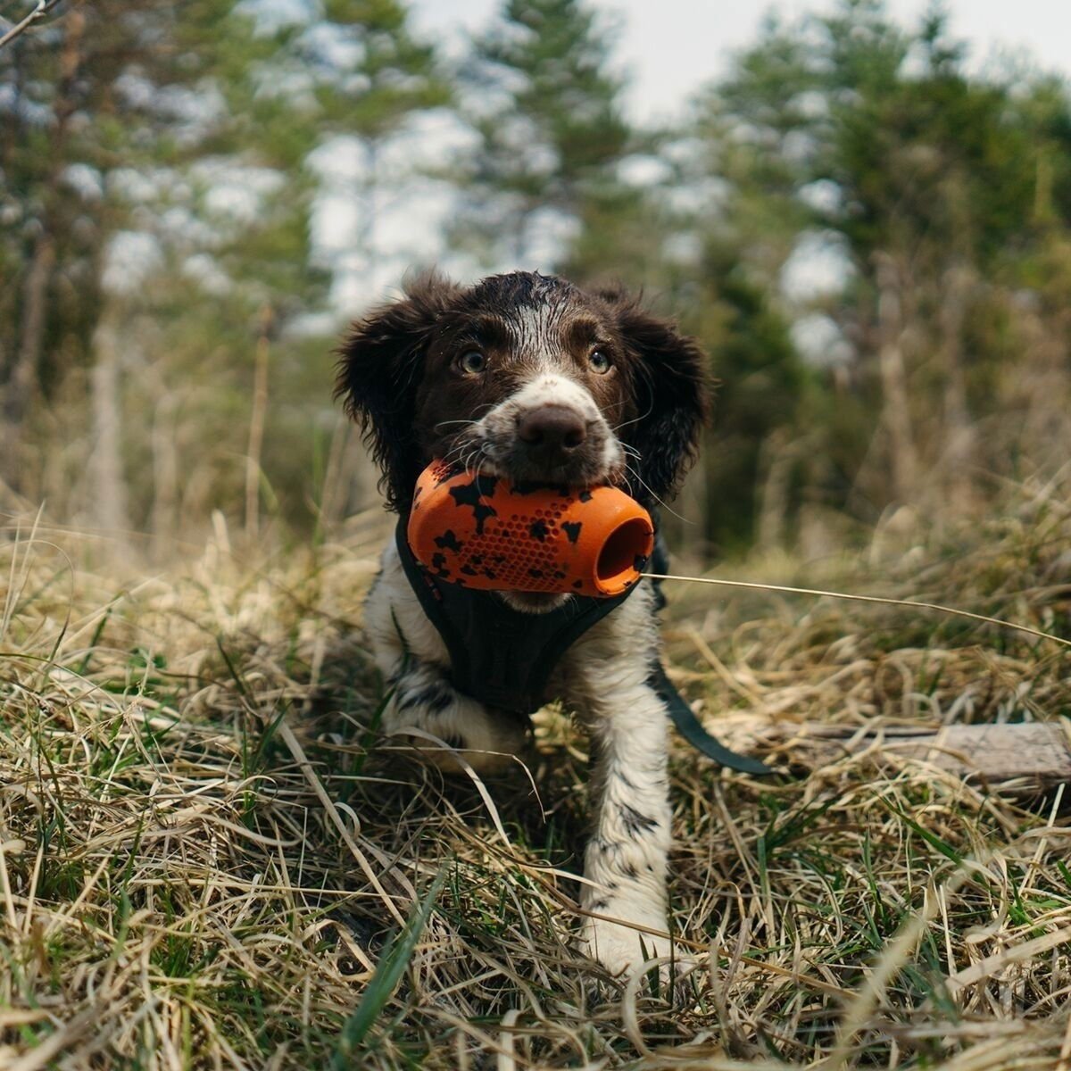 Non-Stop Dog kuminen aktivointilelu