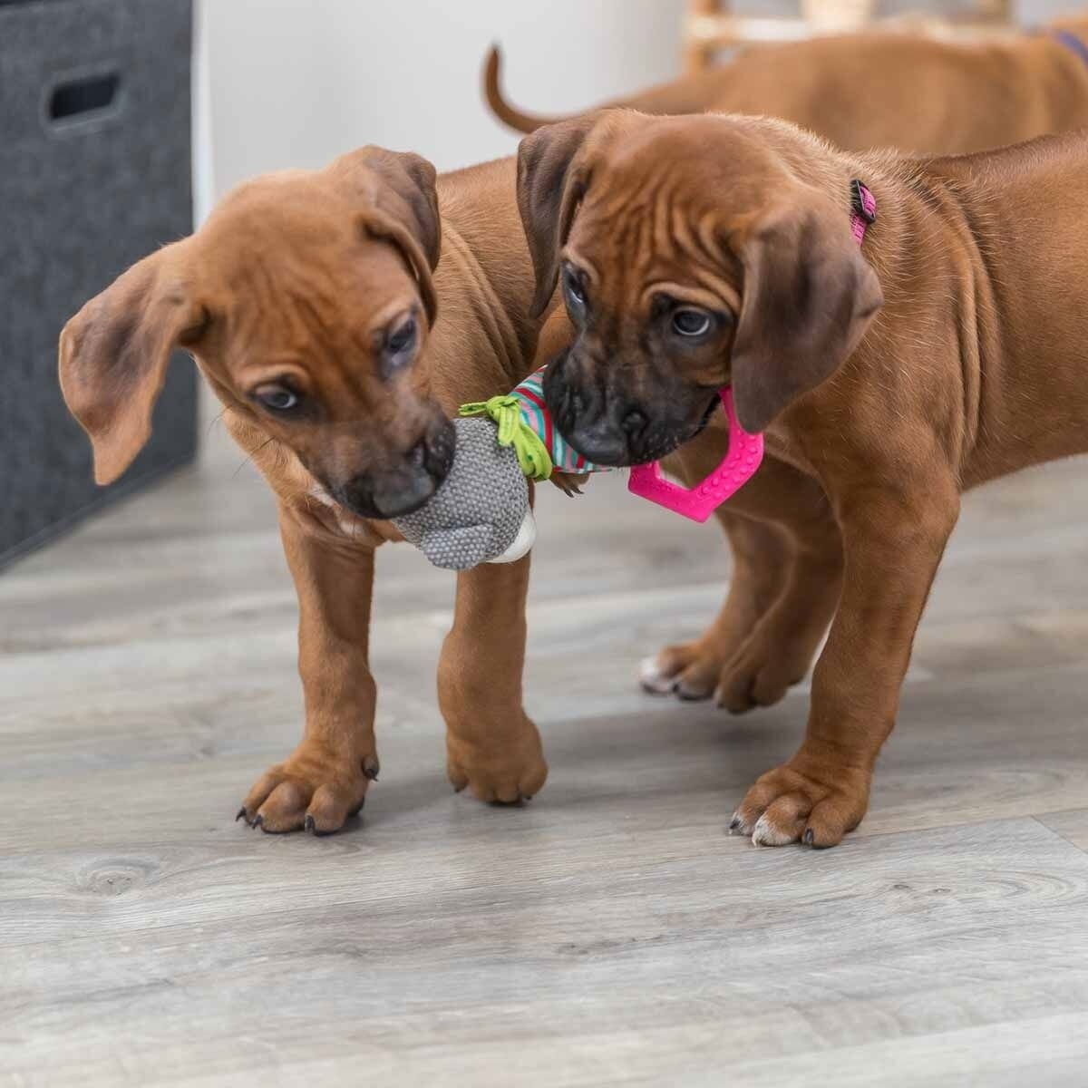 Pehmolelu Trixie Junior Nalle pururenkaalla