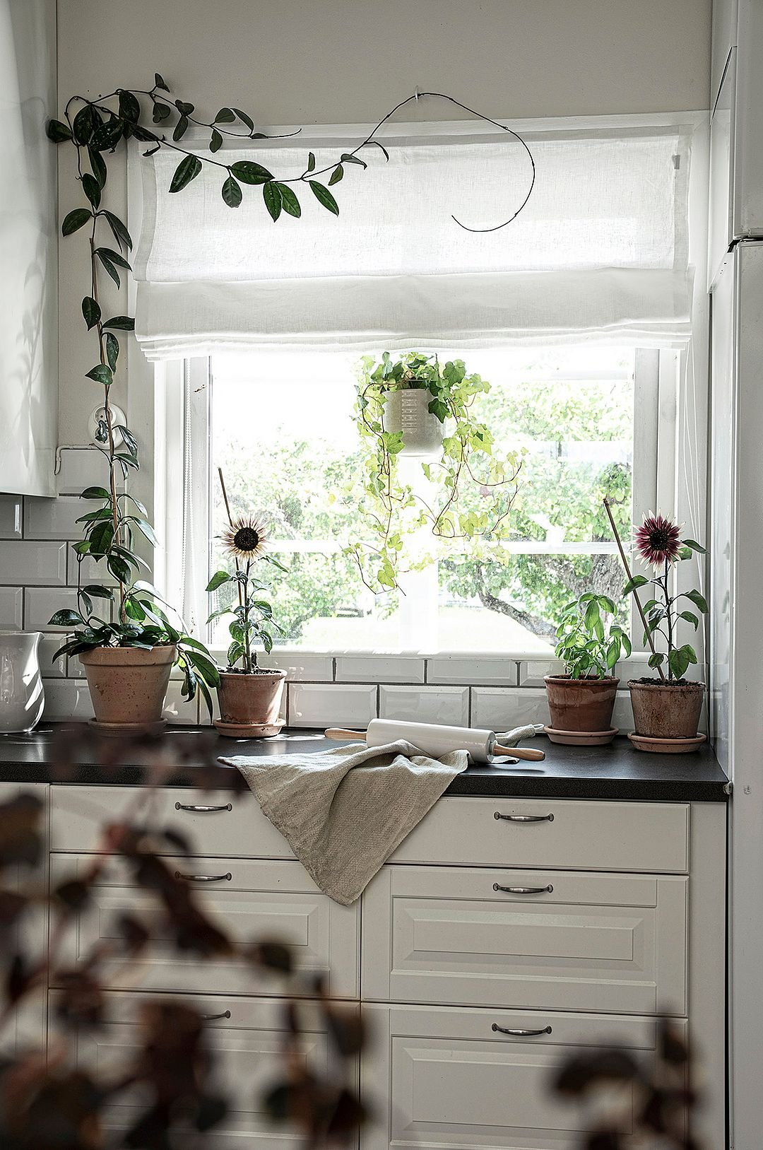 Roman Blind Linnéa korkeus 160 cm